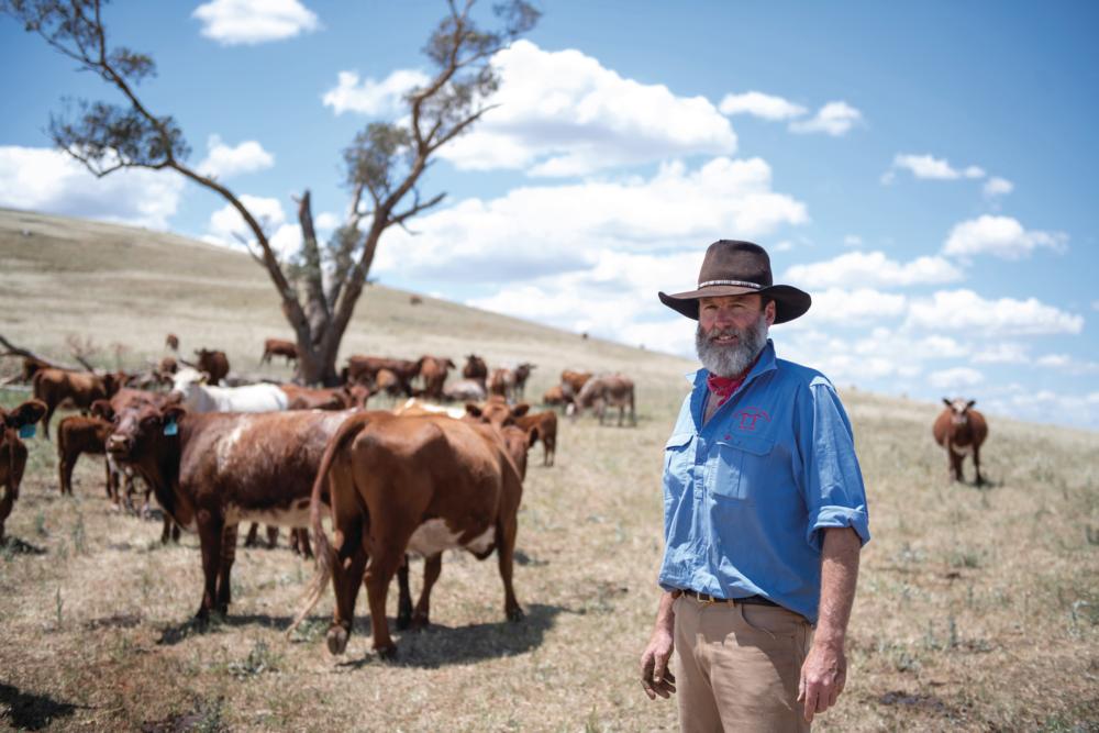 Charlie Arnott with some of his premium Shorthorn cattle