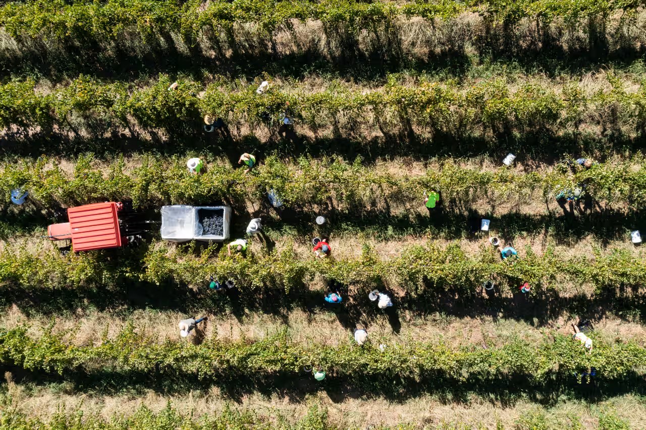 Grapes are hand picked at Rosnay Organic, near Canowindra in central west NSW