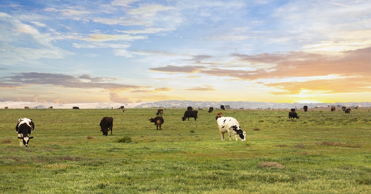 Paris Creek Farms Organic Dairy