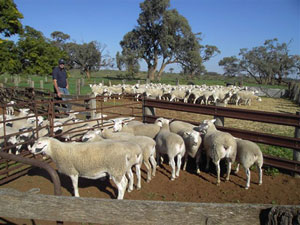 Clothier lambs