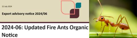 Fire ants